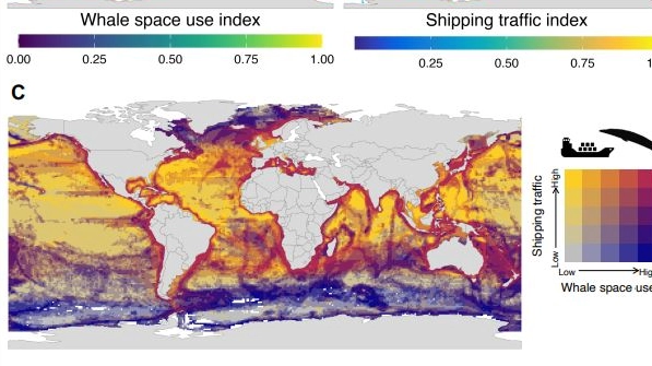 Balene e collisioni con le navi, la mappa mondiale