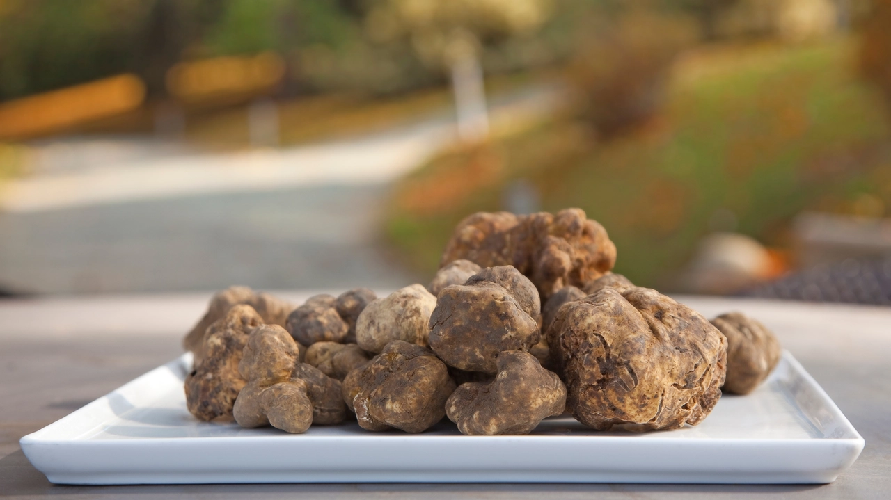 Acqualagna, torna l'attesa Fiera del Tartufo Bianco