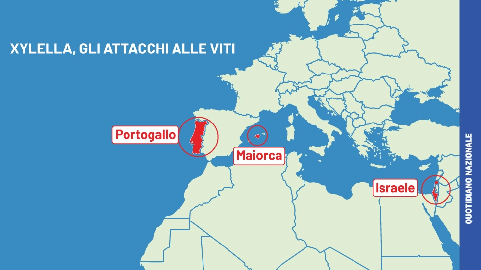 Xylella, la mappa degli ultimi attacchi alle viti