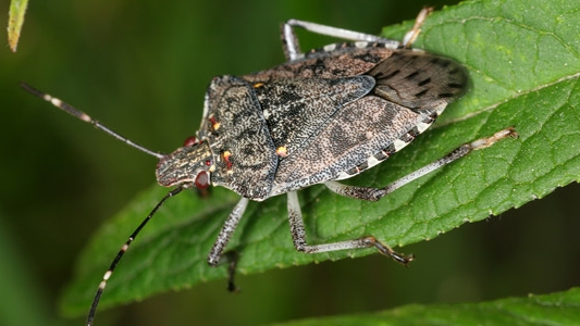 Una vera e propria invasione quella delle cimici con l'arrivo dei primi freddi autunnali