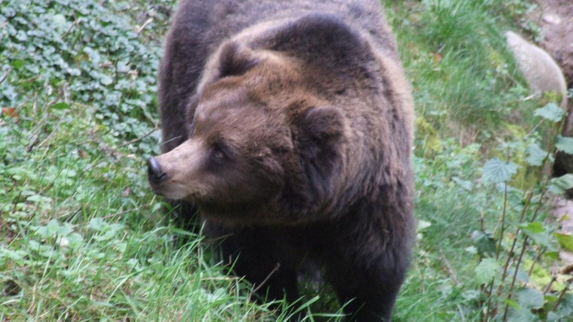 Orso attacca un uomo nella zona dei laghi di Plitvice: 64enne morso a pochi metri dalle case