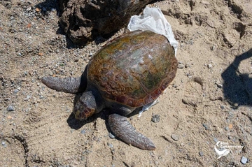 Tartaruga dilaniata da un’elica a Villa San Giovanni (Reggio Calabria). “La nostra corsa per tentare di salvarla”