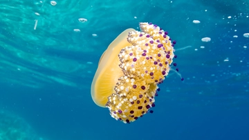 Medusa Cassiopea (uovo fritto), dalla Spagna all’Italia. L’esperta: come comportarsi e cosa sapere