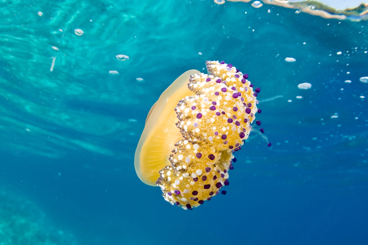 La medusa 'uovo fritto' (Cassiopea mediterranea)