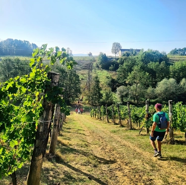 Strada Franca del Monferrato: 10 borghi in 10 tappe tra storia e paesaggi vinicoli