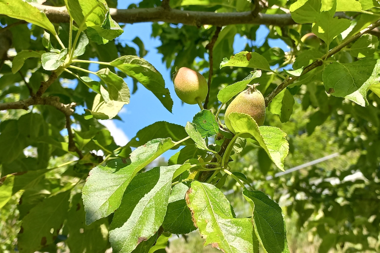 Anche frutta nel vigneto biologico: con le mele si fa il Sidro