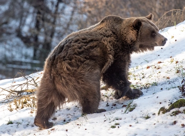 Cosa fare se si incontra un orso? Boitani: “Ecco gli errori da evitare”