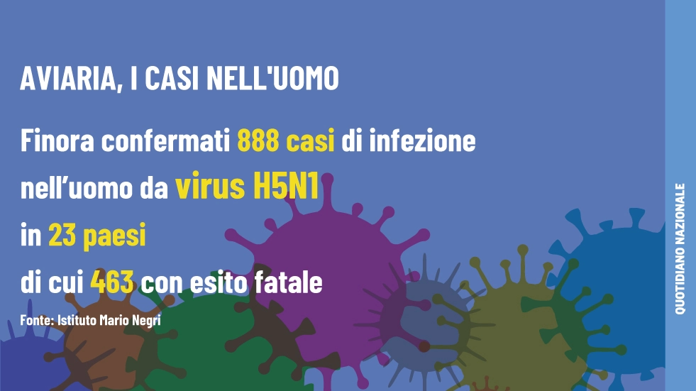 Aviaria, i contagi nell'uomo da virus H5N1