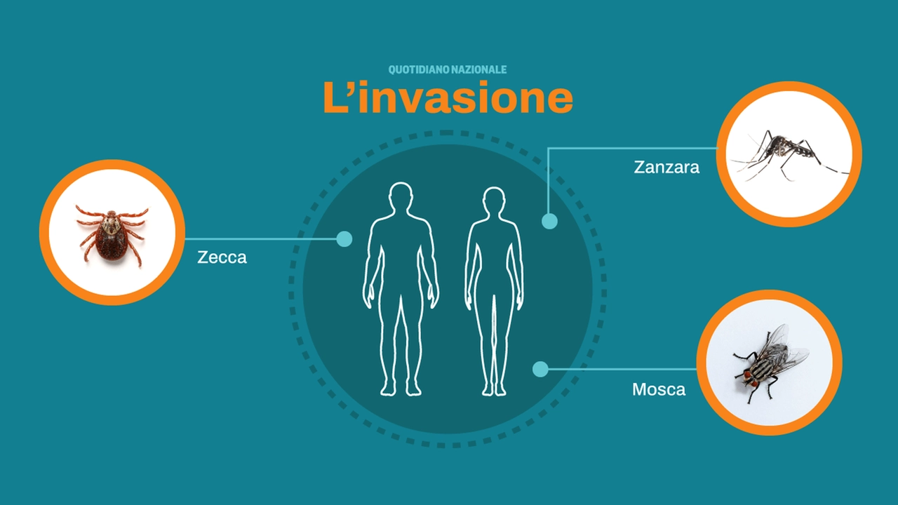 Caldo anomalo e invasione di insetti: alcune delle specie in espansione