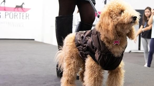 Roma è pronta ad accogliere Quattrozampeinfiera, il festival dedicato agli amanti degli animali e dei loro amici a quattro zampe,...