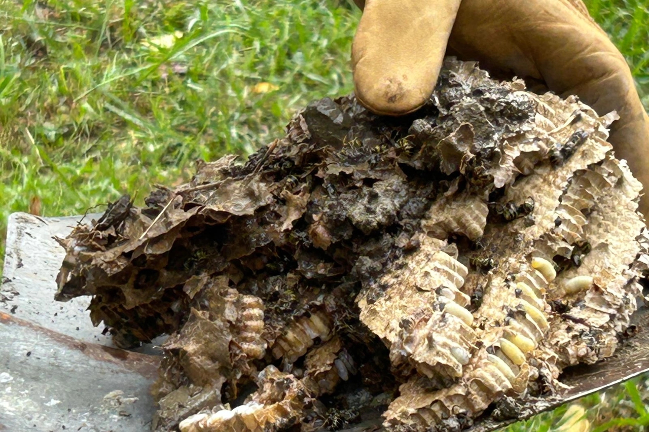 Vespe di terra, la bonifica di un nido