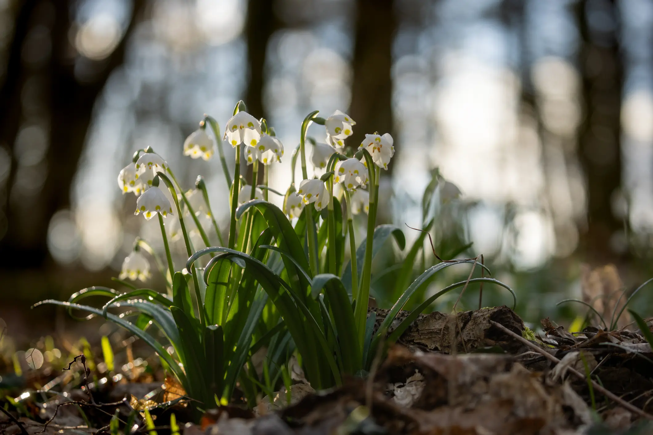 Fioriture di primavera: quali fiori sbocciano a febbraio