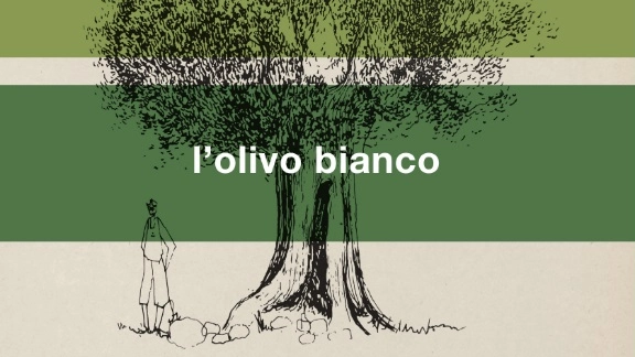 Copertina de "L'olivo bianco", di Carmine Abate (Aboca Edizioni, 2024)