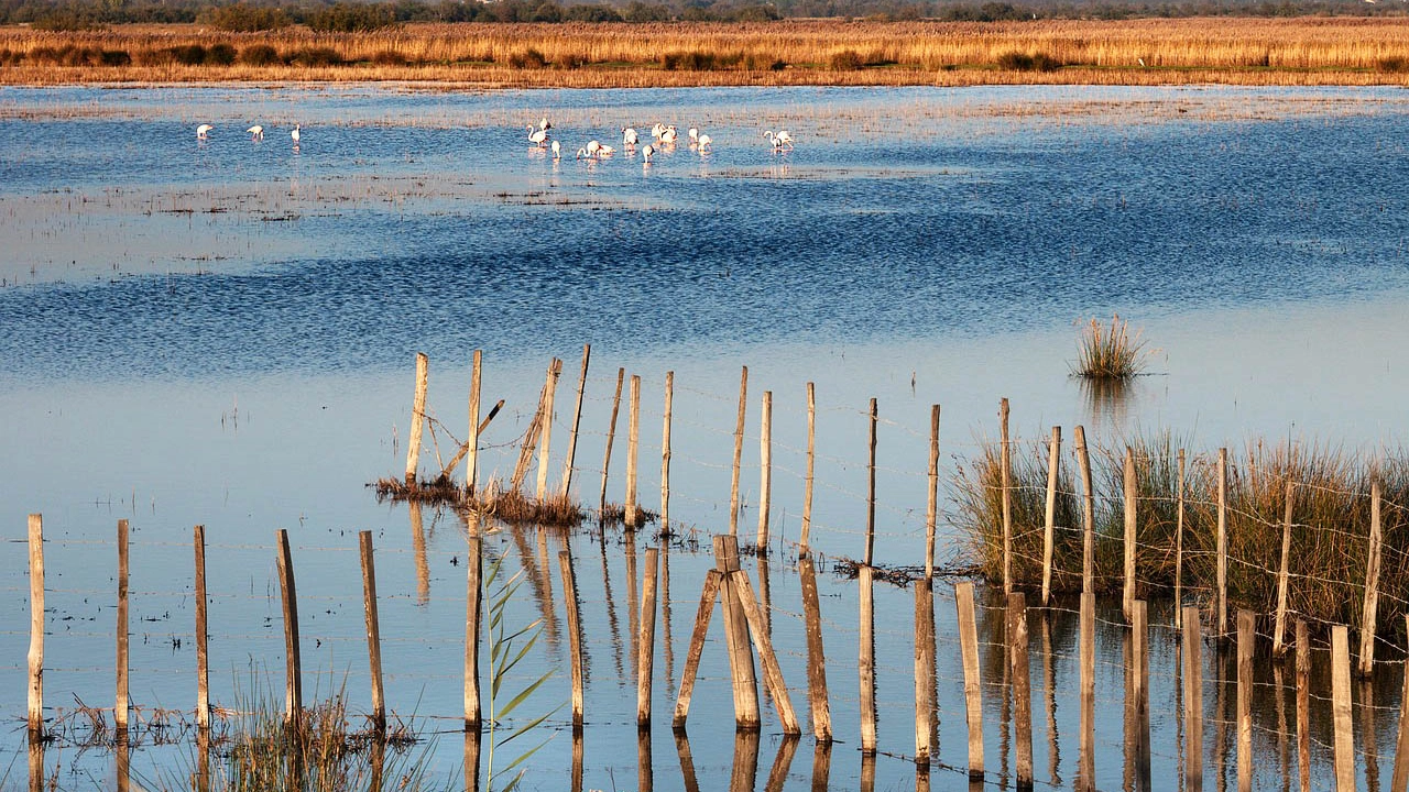 Camargue