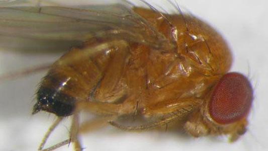 Drosophila suzukii, moscerino giapponese killer per l’agricoltura. “Ecco come si combatte”