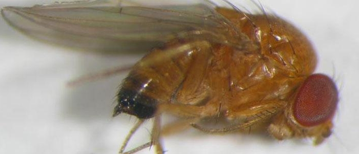 Drosophila suzukii, moscerino giapponese killer per l’agricoltura. “Ecco come si combatte”