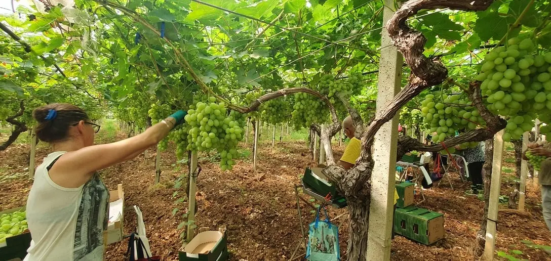 Noicàttaro, il gioiellino barocco capitale italiana dell’uva