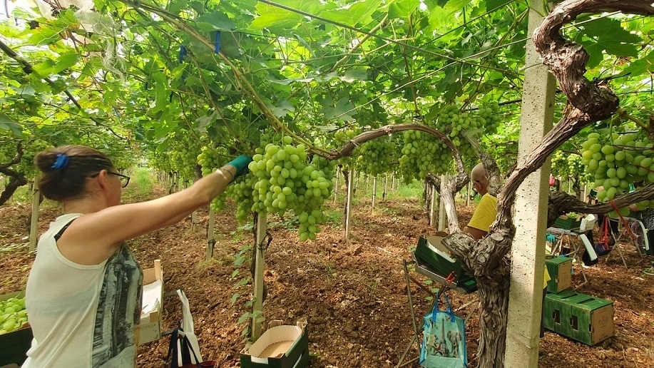 Noicàttaro, il gioiellino barocco capitale italiana dell’uva