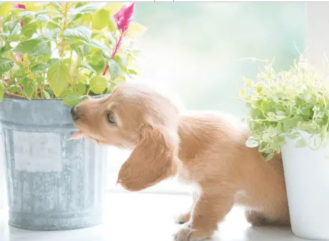 Fido, giù le zampe! Quelle foglie ti fanno male