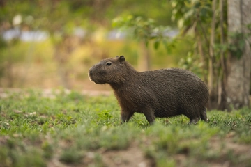 Capibara, allarme dal Brasile: “I roditori devastano i raccolti”. Timore per una zecca