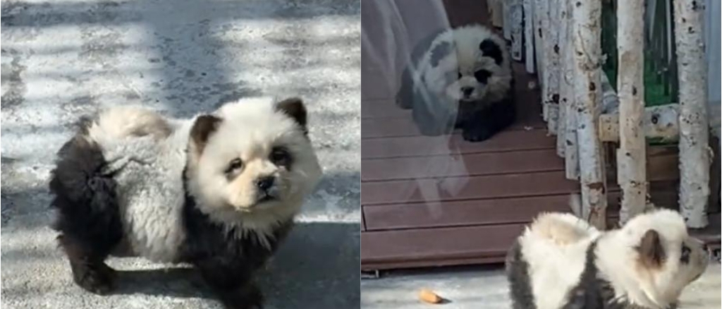 Cani dipinti da panda in Cina, il video dallo zoo è virale. “Sono la nostra specialità”