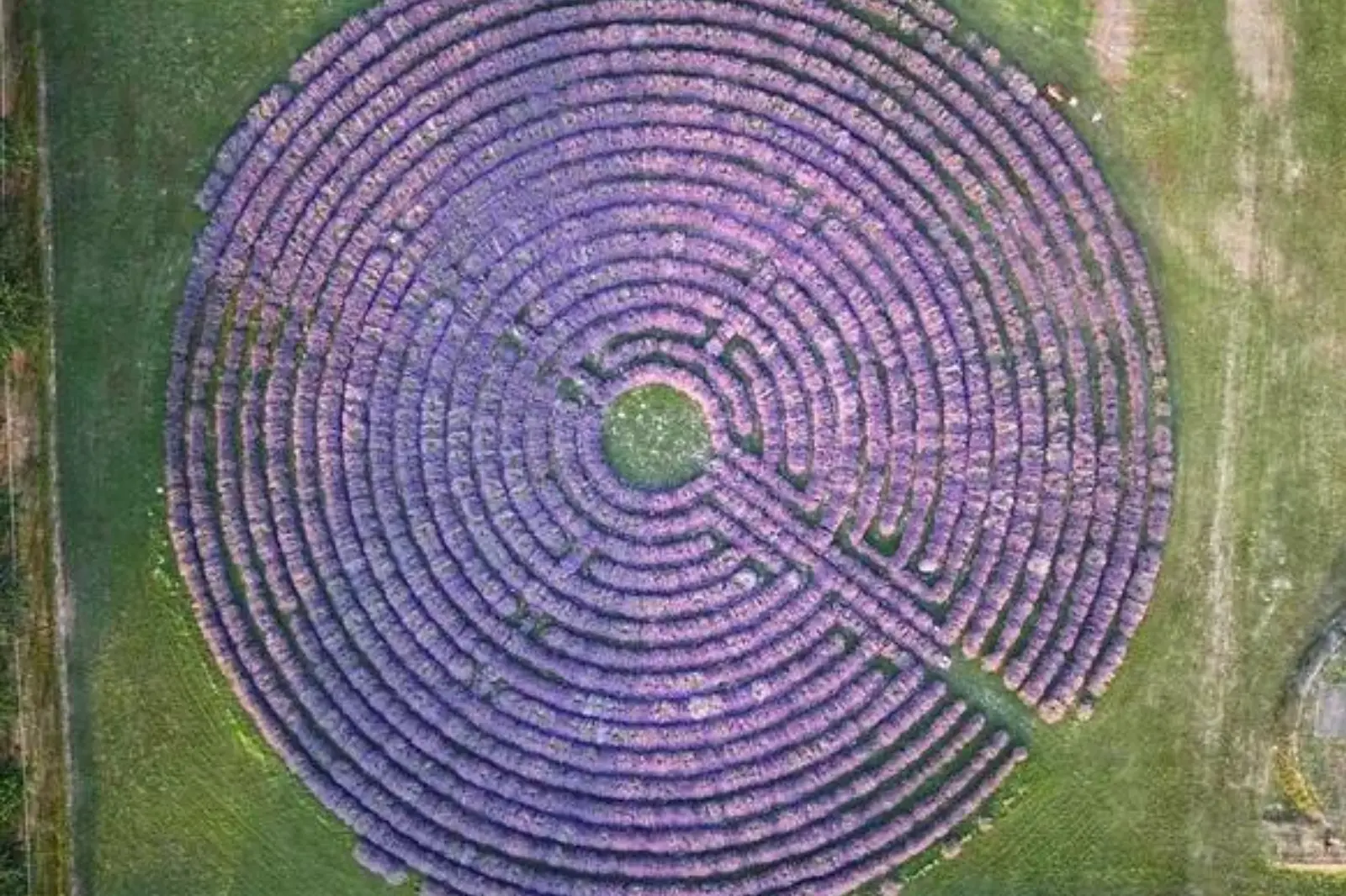 Il labirinto di lavanda più grande d’Italia è in Veneto