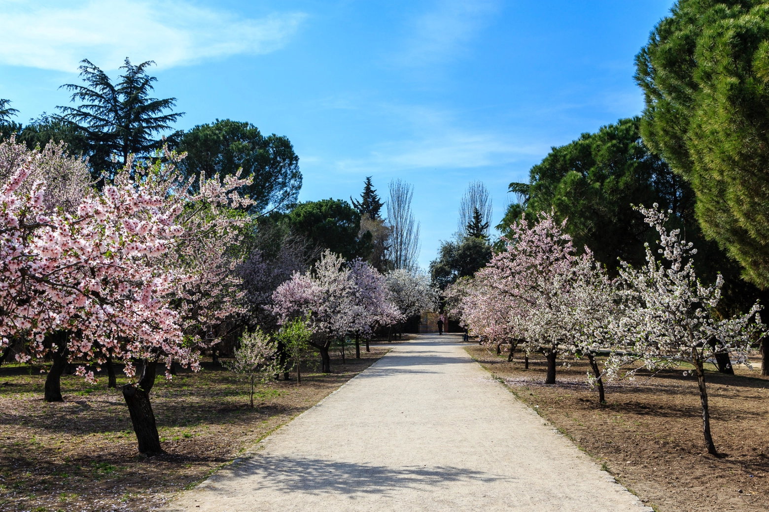 Parco Quinta (Madrid), fioritura