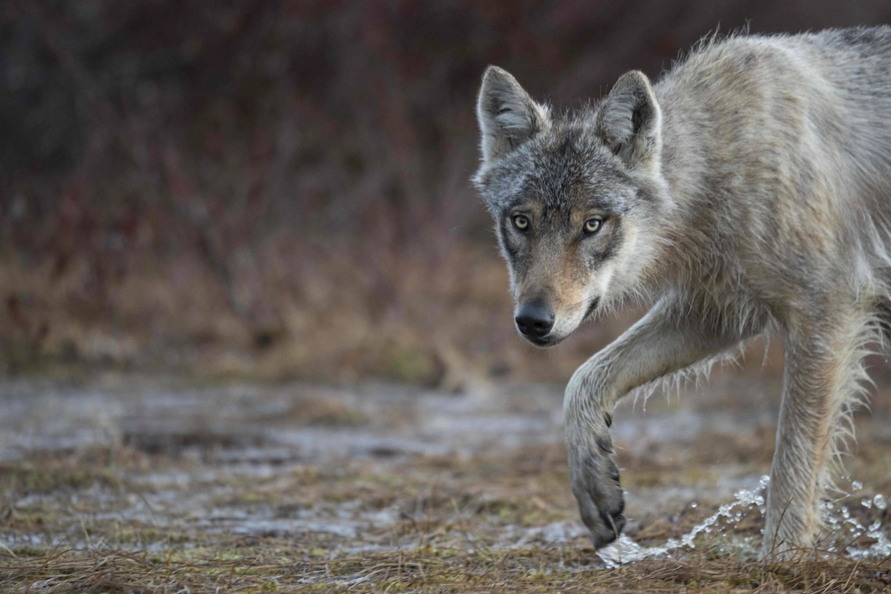 FILES-FINLAND-NATURE-WILDLIFE