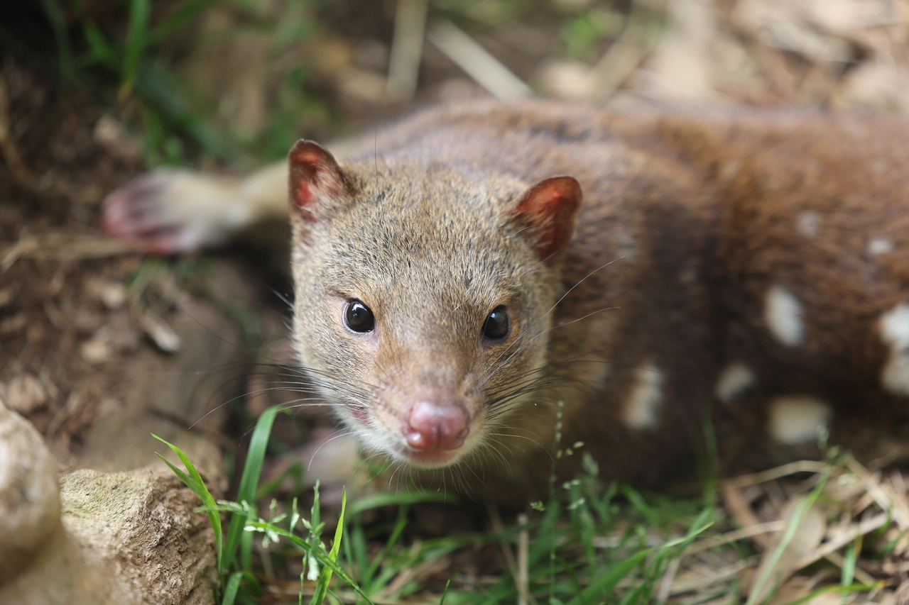 Un esemplare di Tiger Quoll, un altro marsupiale australiano