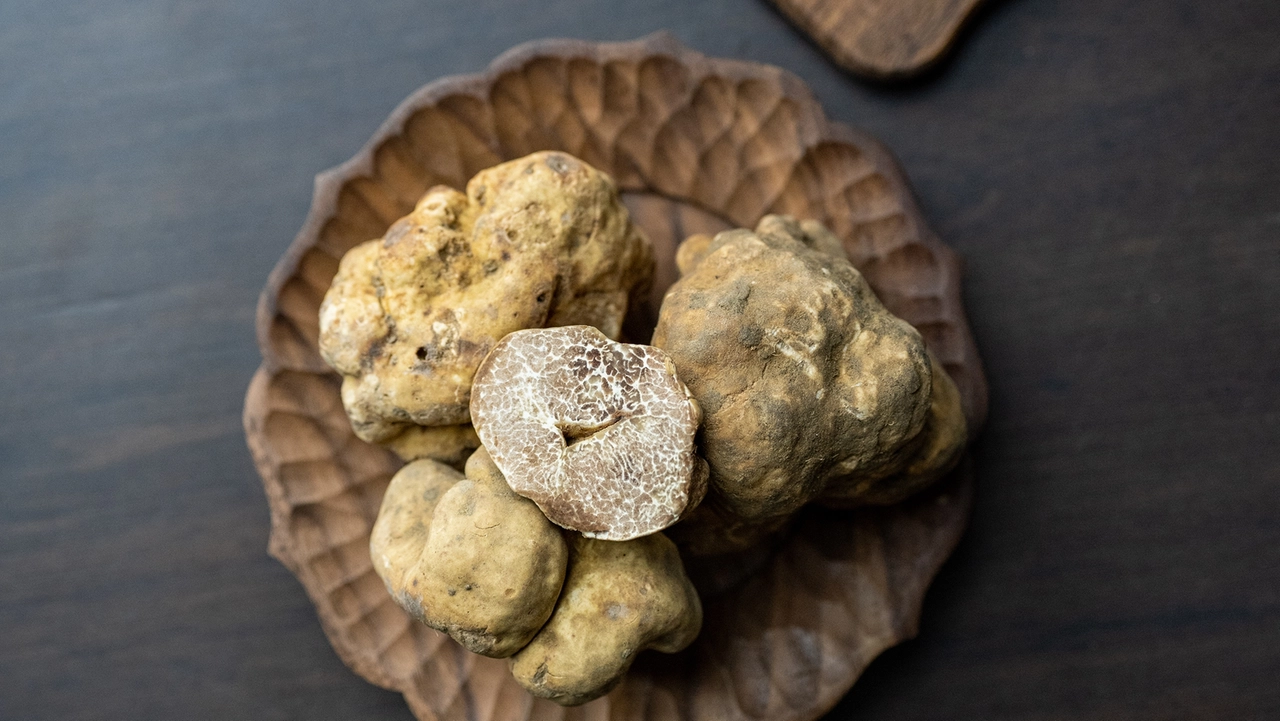 A novembre San Miniato si trasforma nella capitale del tartufo bianco