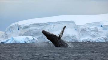 Balene azzurre, c’è speranza: ecco come gli studiosi sono riusciti a capire che stanno ripopolando l’Oceano