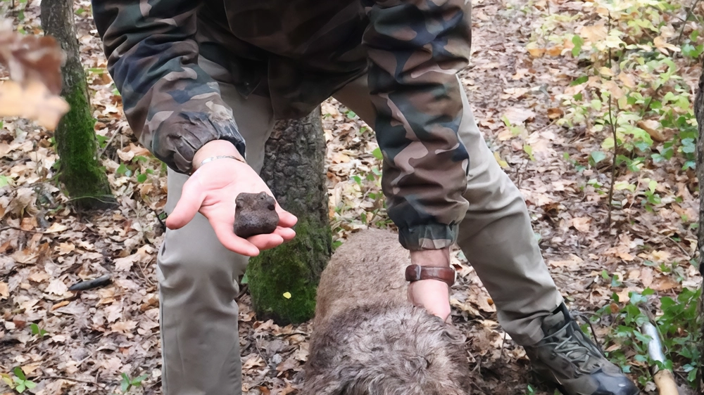 Scopri le delizie del Molise: tartufo, zafferano e innovazione agricola