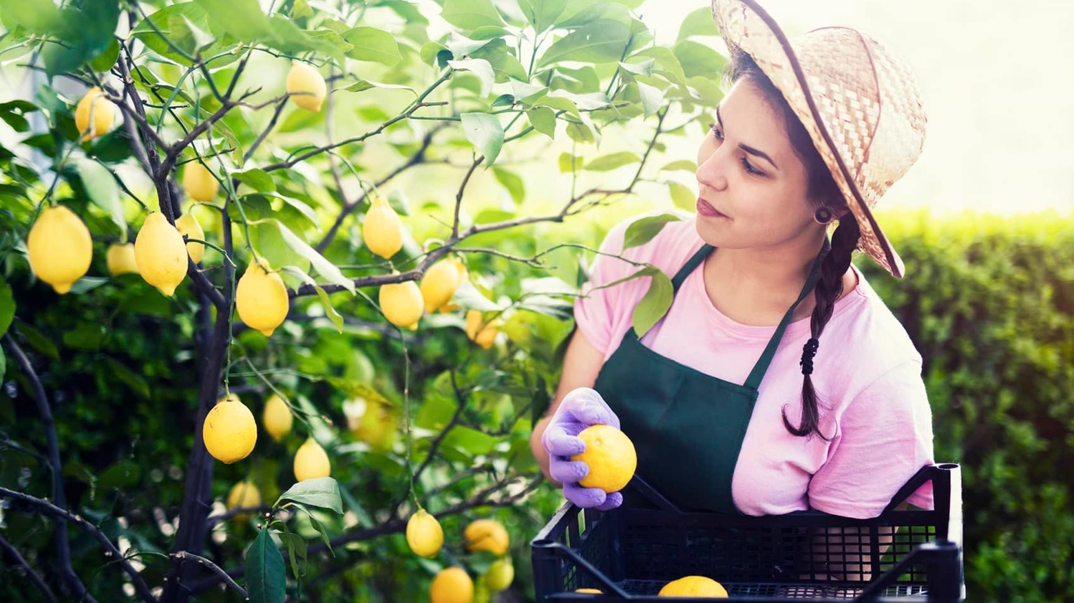 Young smiling woman picking lemons, woman holding womans.