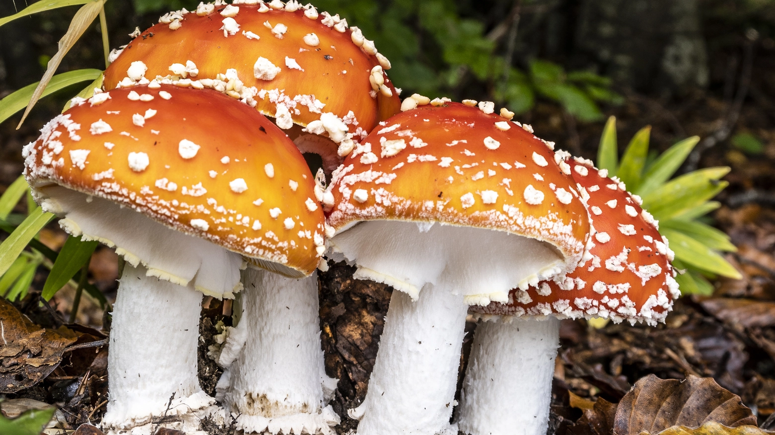 Amanita muscaria, fungo velenoso che viene scambiato per l'ovolo buono, l'Amanita caesarea (foto Nicolò Oppicelli)