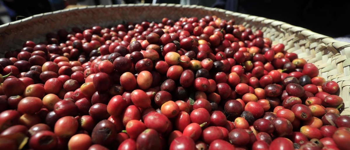 Speciale Caffè: Sostegno alle Imprese del Settore con Confidi Venezia Giulia