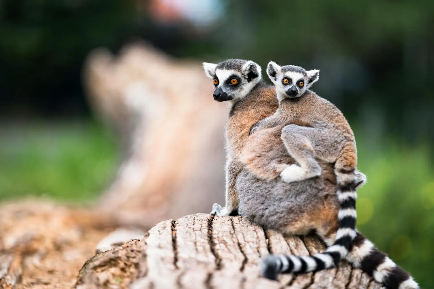 Madagascar: viaggio slow tra biodiversità straordinarie, baie incantevoli e resort da sogno