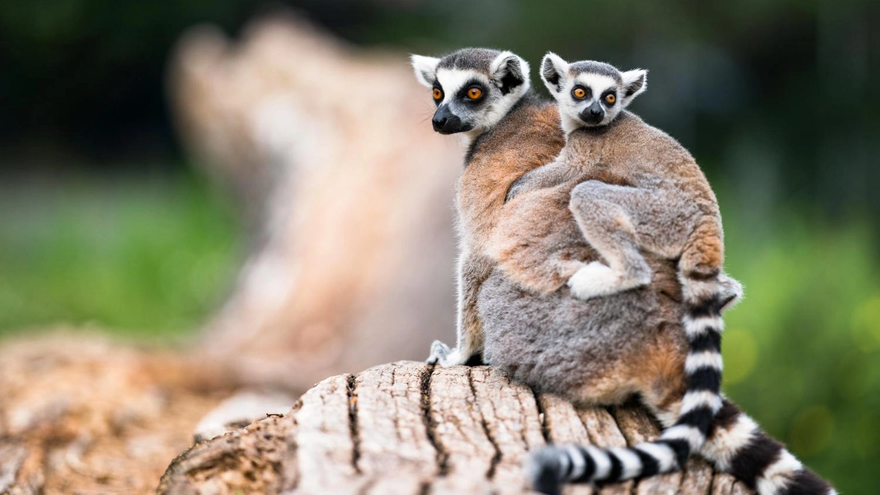 Lemure con la coda ad anelli, una specie che come tutti i lemuri, si trova solo in Madagascar