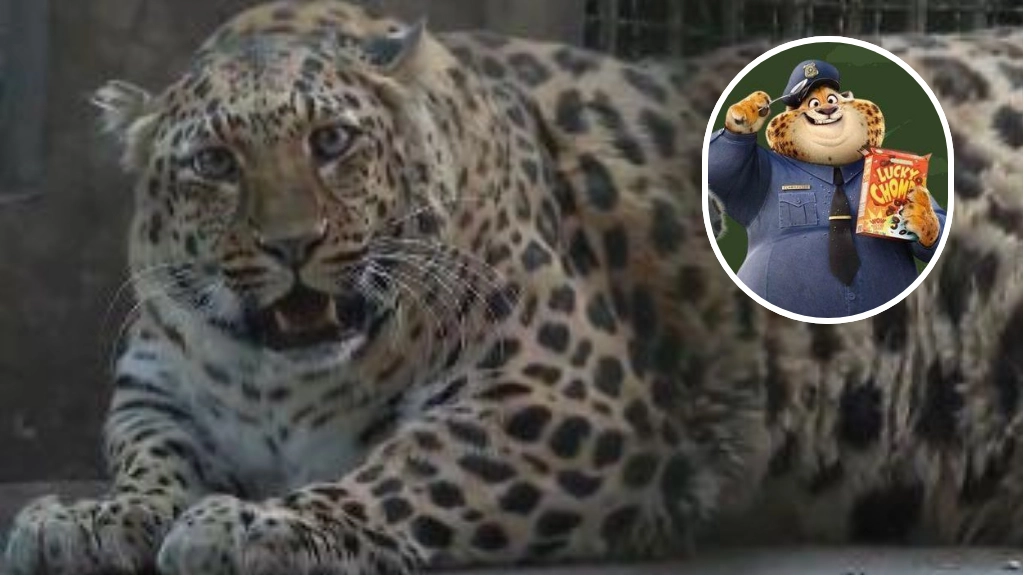 Il leopardo obeso dello zoo di Panzhihua paragonato al ghepardo di Zootropolis