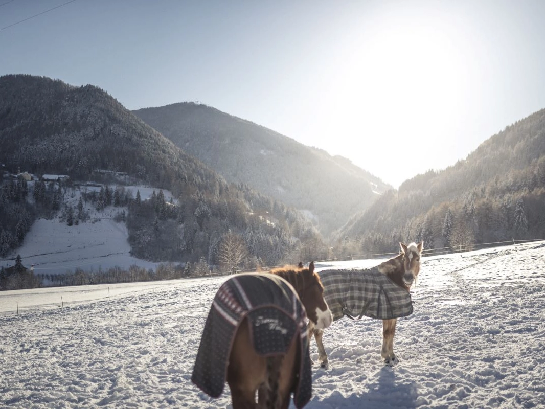 SAN VALENTINO - PURMONTES - winter-cavalli 