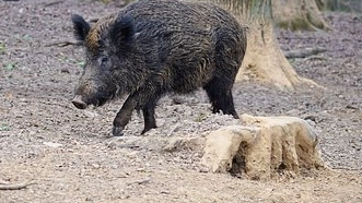 Ora gli agricoltori del Lazio possono abbattere i cinghiali (foto Dire)