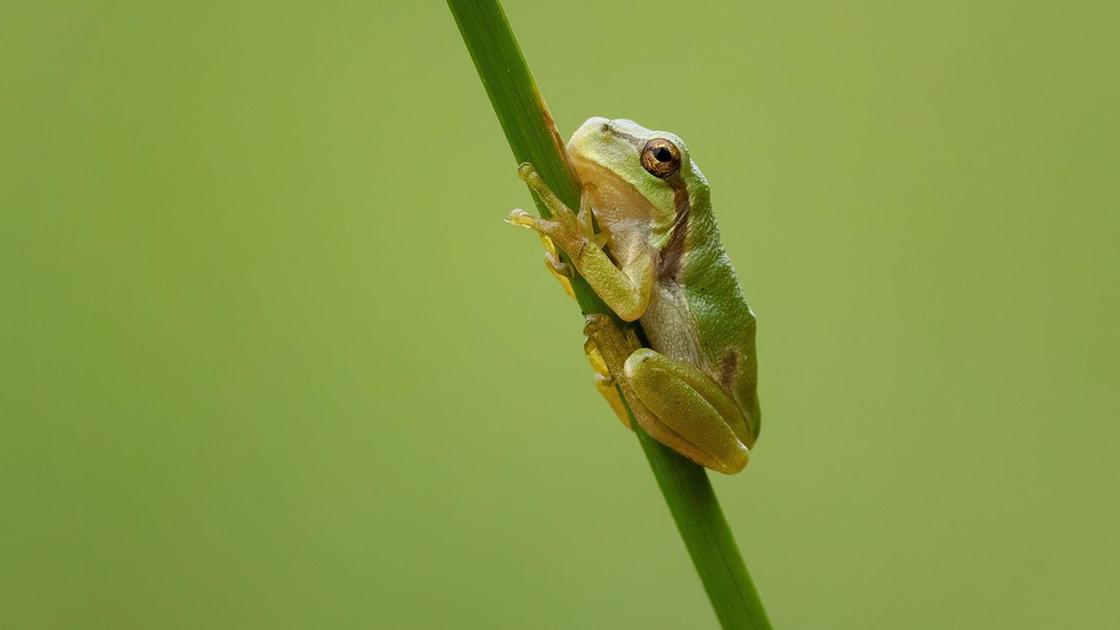 Cop16, le aziende italiane verso protezione biodiversità