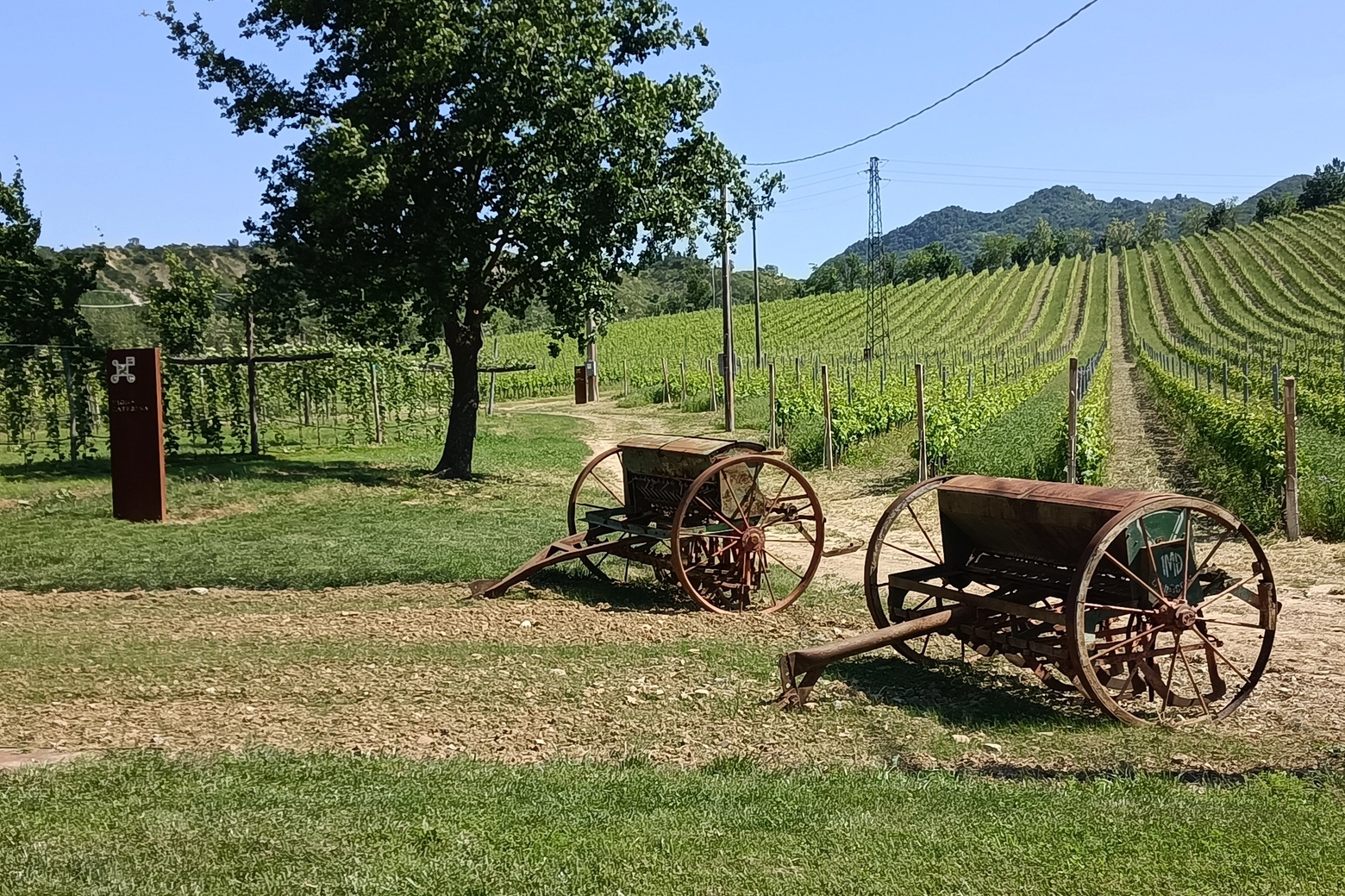 Il paesaggio vinicolo di Riolo Terme