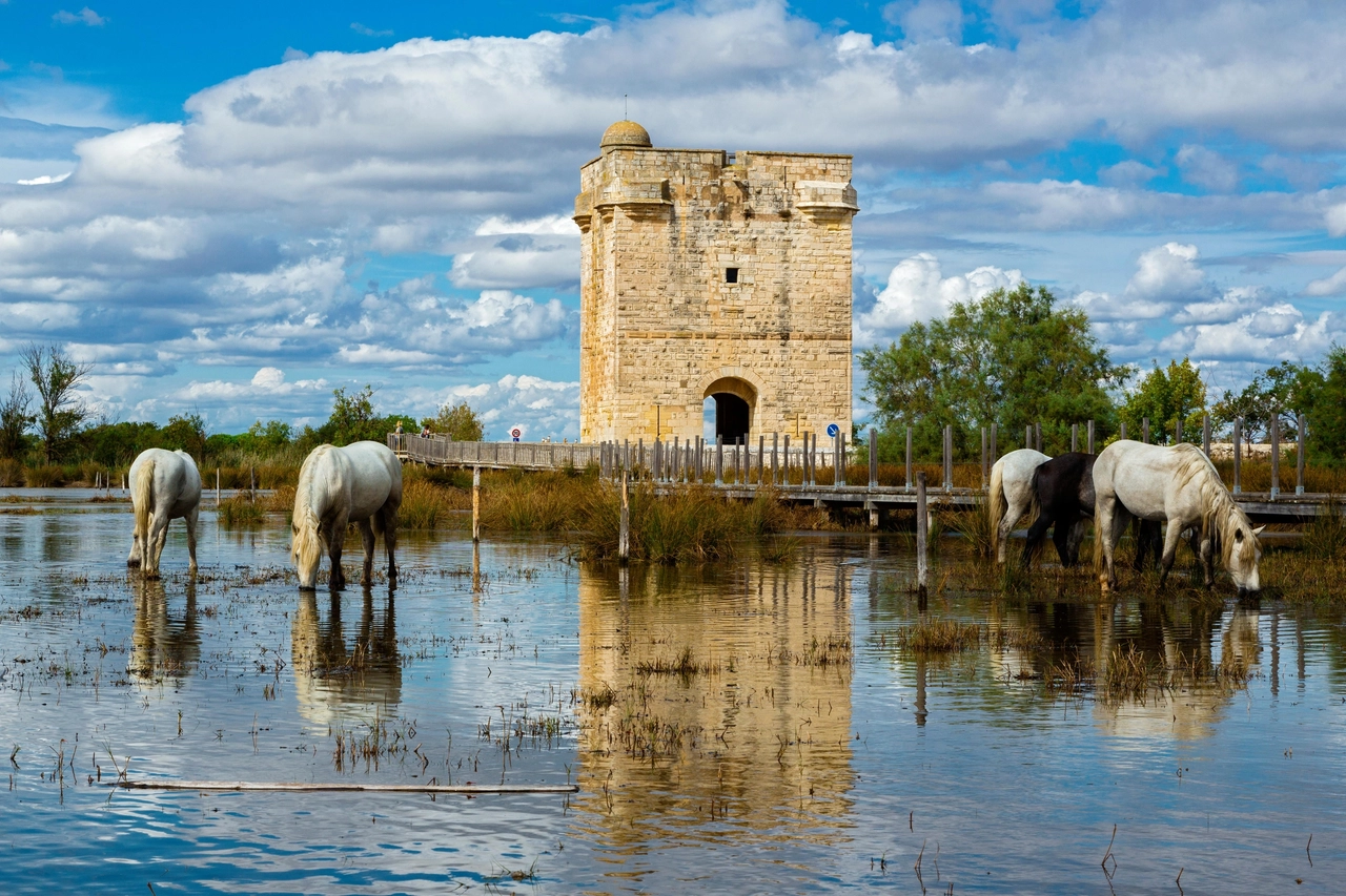 Cavalli in libertà in Camargue (credits Omnio)