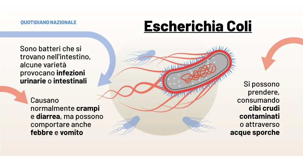 Cos’è l’escherichia coli che spaventa gli Usa. Quando l’infezione può essere mortale