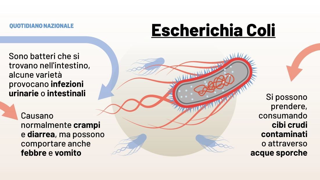 Escherichia Coli