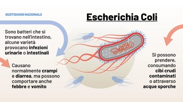 Cos’è l’escherichia coli che spaventa gli Usa. Quando l’infezione può essere mortale