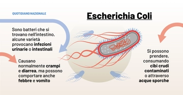 Cos’è l’escherichia coli che spaventa gli Usa. Quando l’infezione può essere mortale