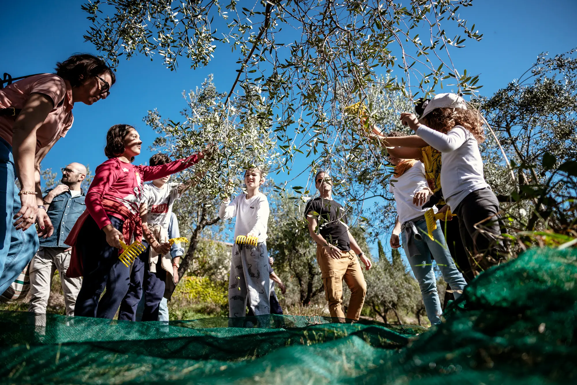 Frantoi Aperti 2024: in Umbria alla scoperta dell’olio evo novello. Il programma completo