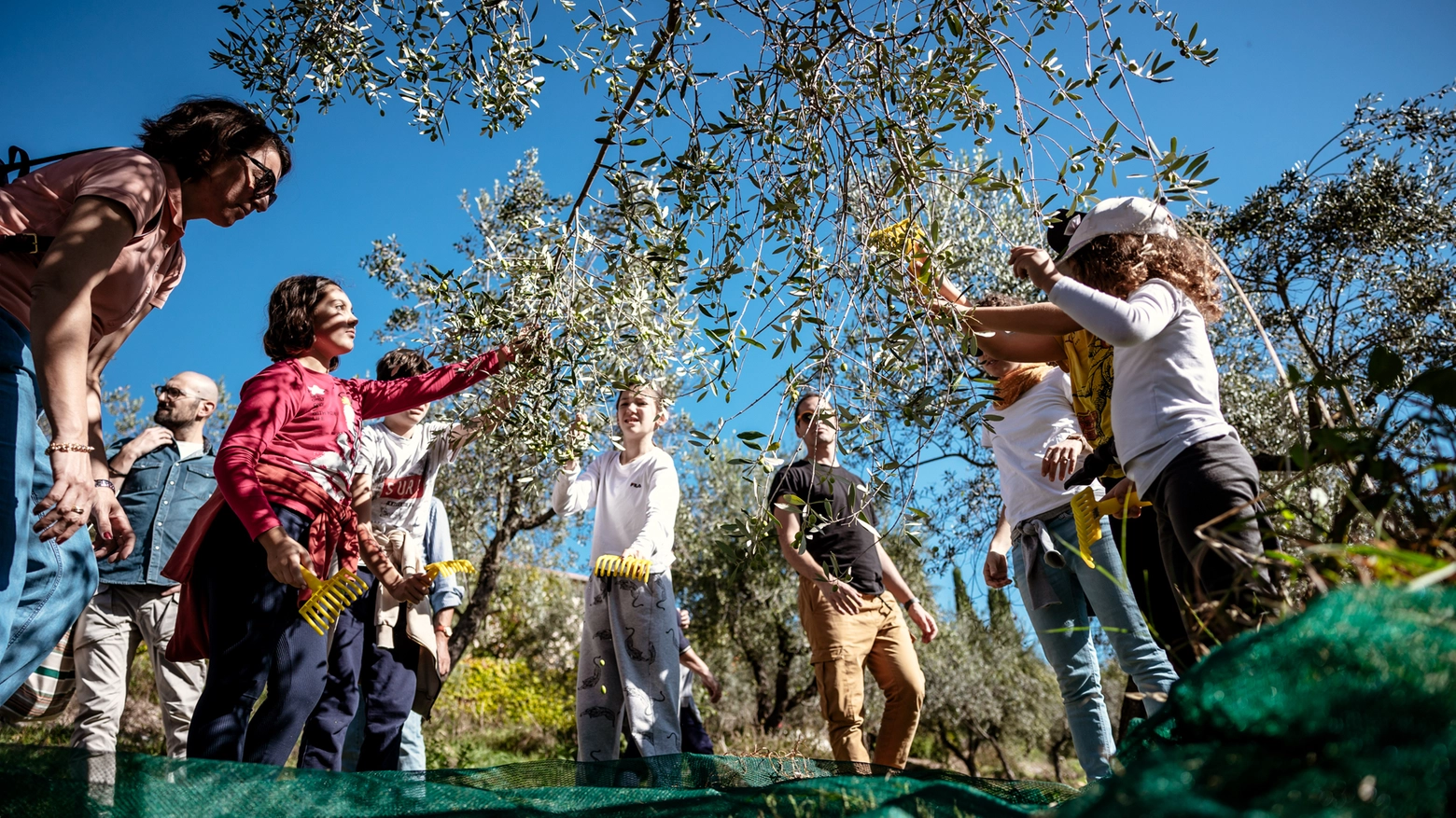 RACCOLTA OLIVE_FRANTOI APERTI IN UMBRIA