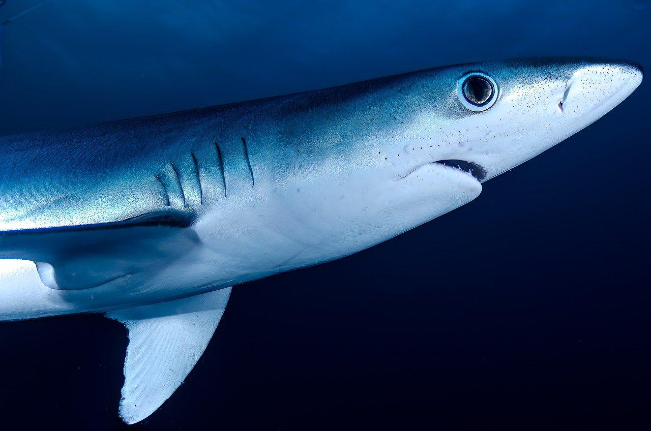 Brasile: trovati squali positivi alla cocaina nelle acque di Rio de Janeiro
